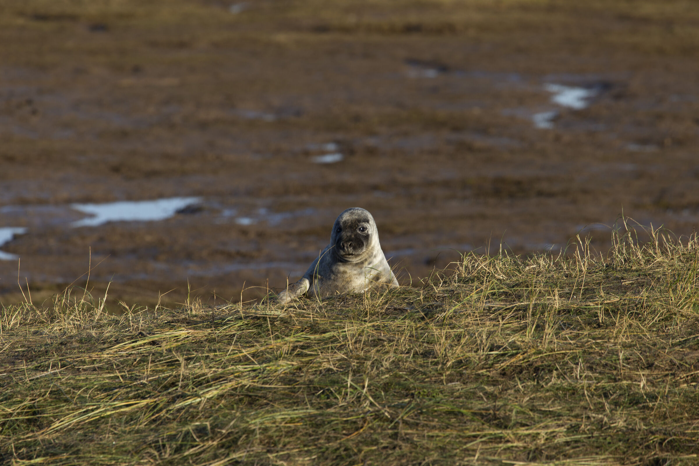 Colonie Foche Donna Nook UK
