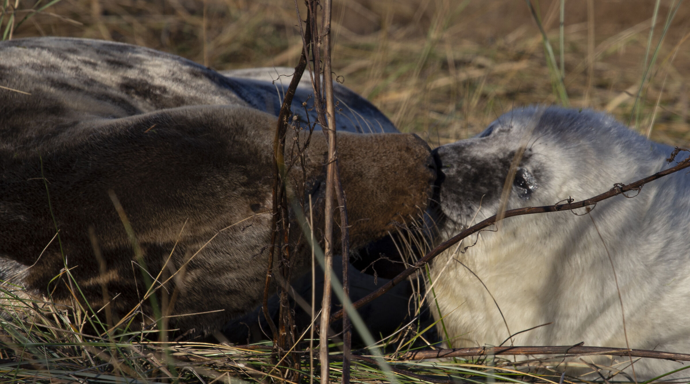 Colonie Foche Donna Nook UK
