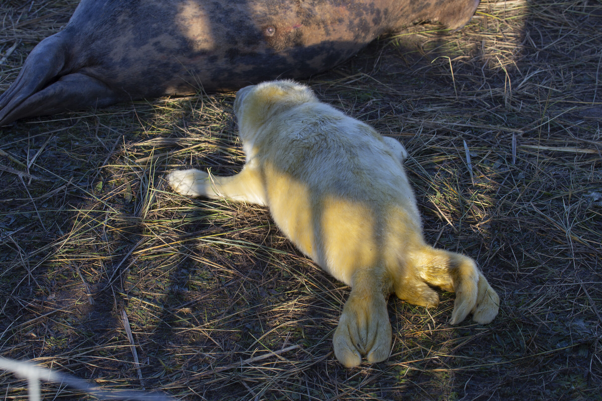 Colonie Foche Donna Nook UK