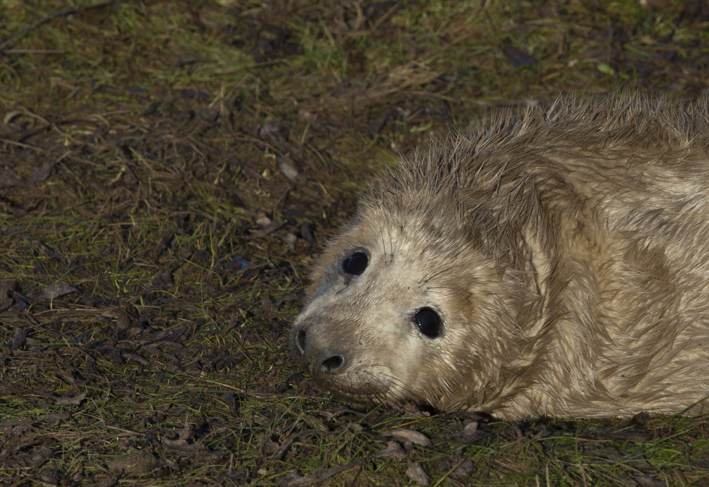 Colonie Foche Donna Nook UK