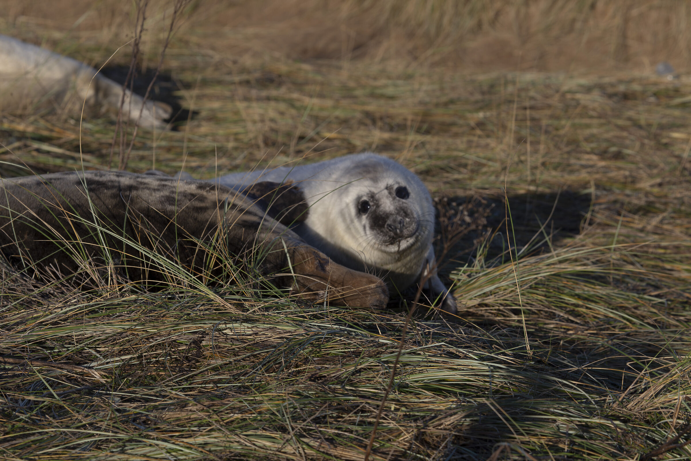 Colonie Foche Donna Nook UK