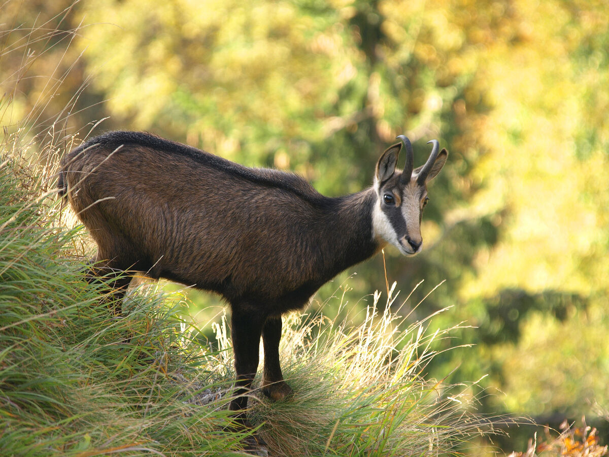 Qui la neve non è ancora arrivata
