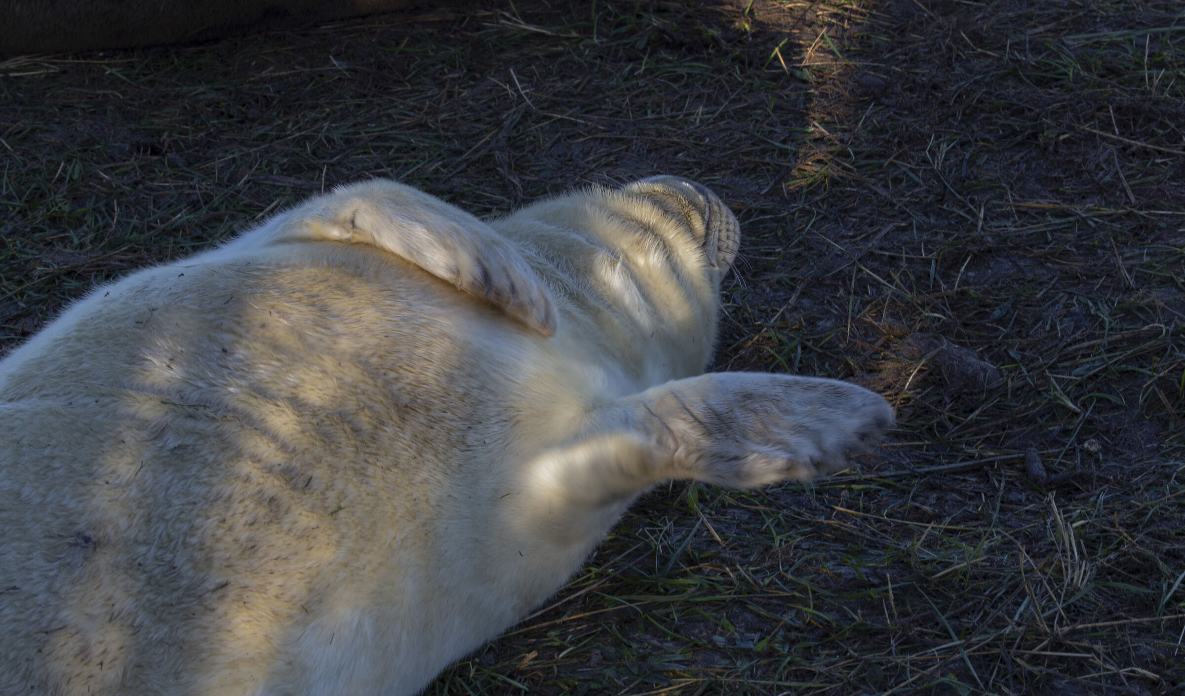Colonie Foche Donna Nook UK