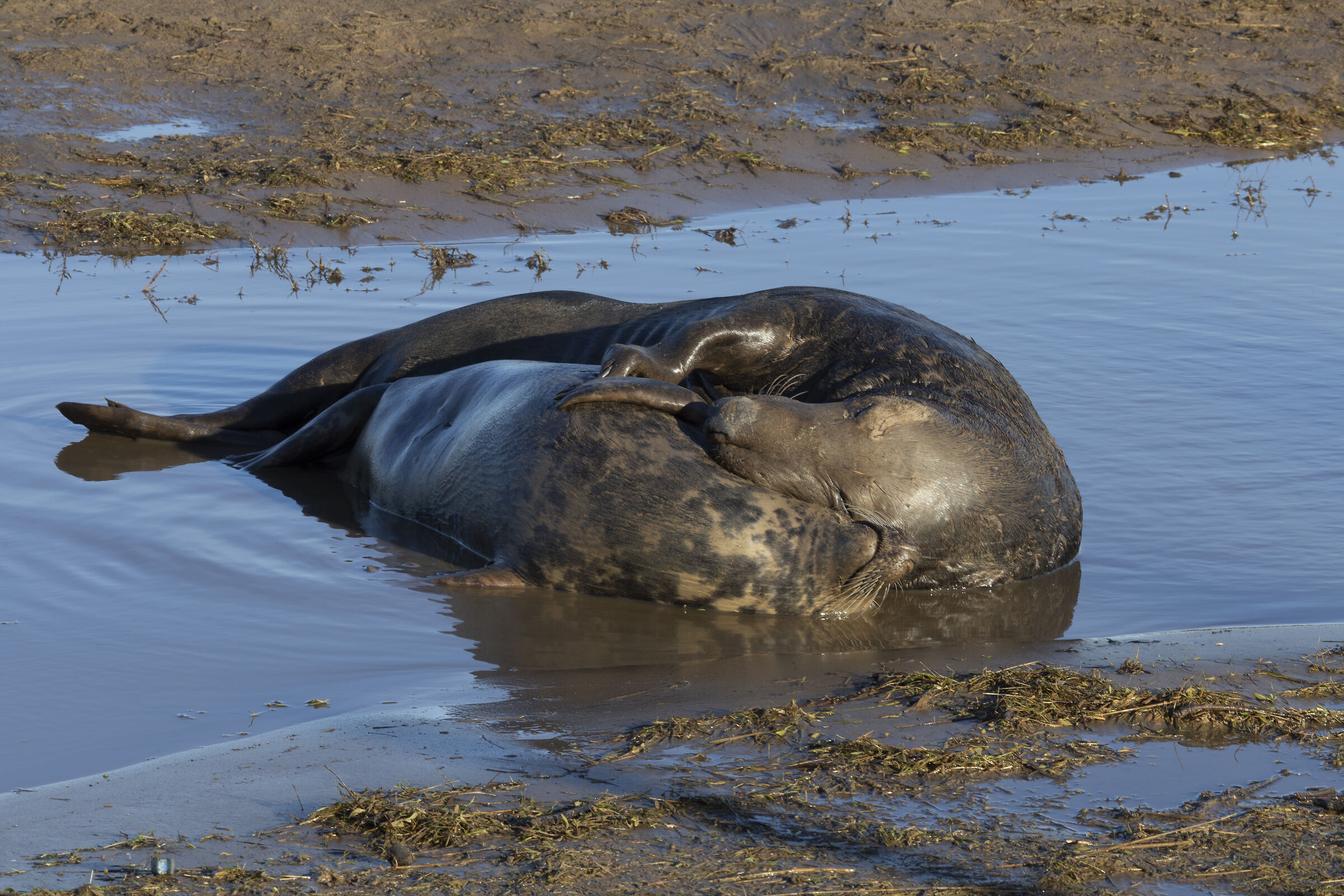 Colonie Foche Donna Nook UK
