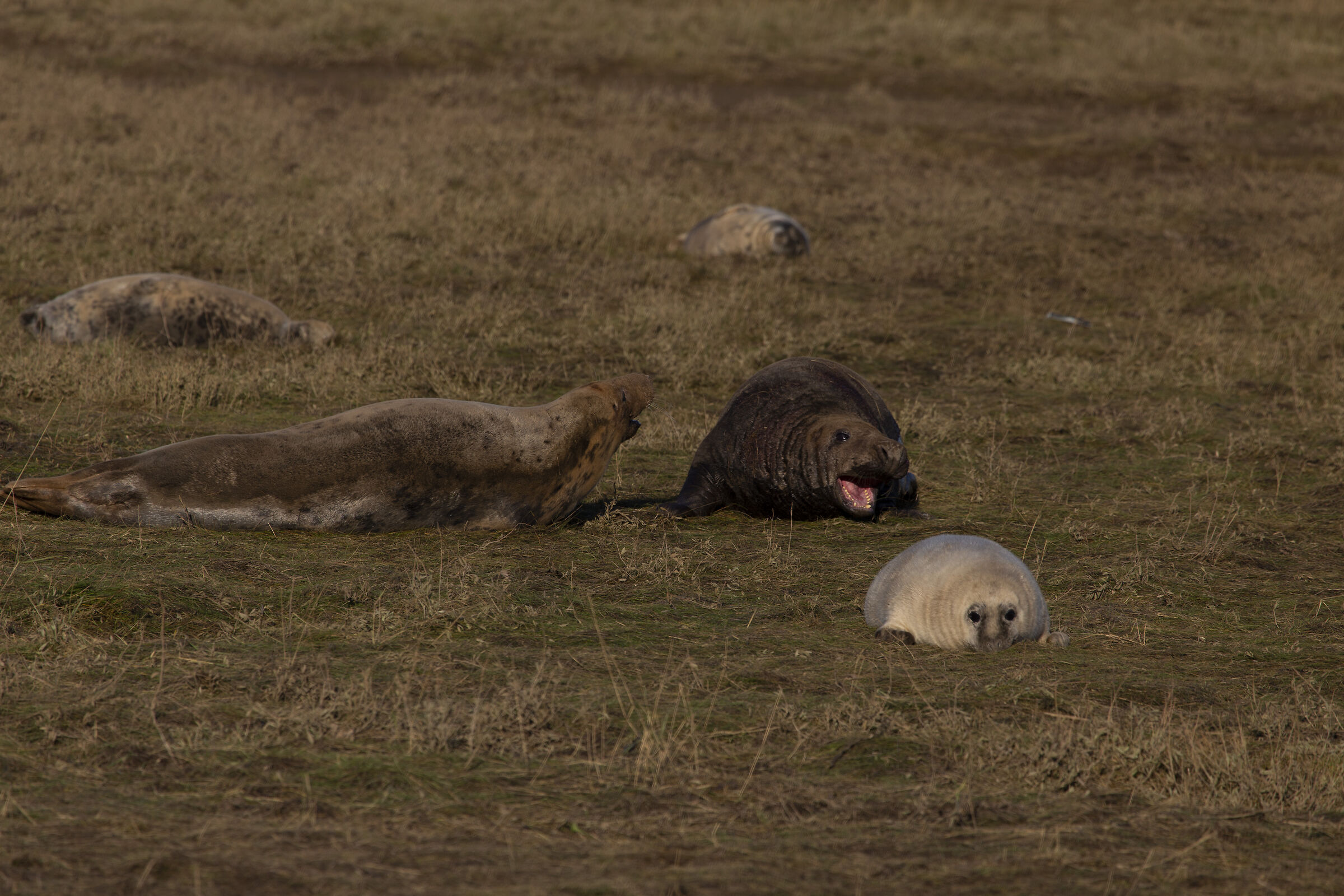 Colonie Foche Donna Nook UK
