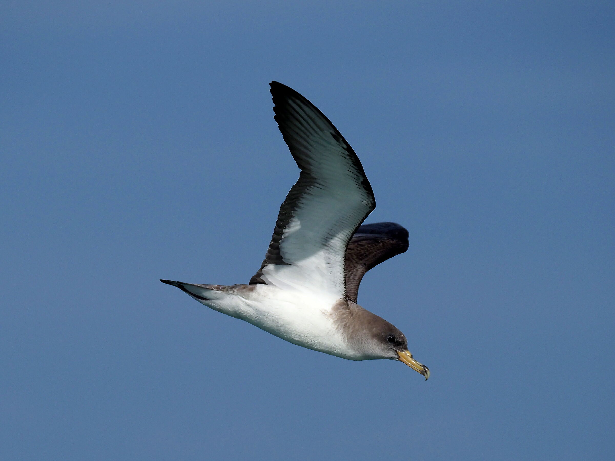 greater shearwater