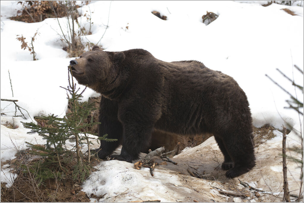 Bear before hibernation