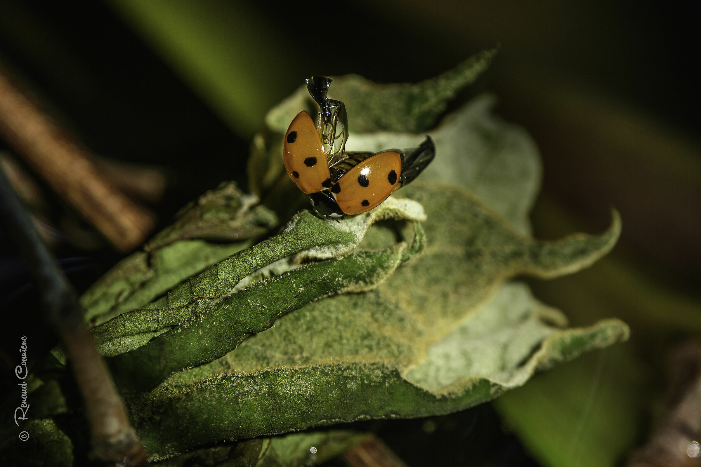 Dry its wings to a ray of sunshine