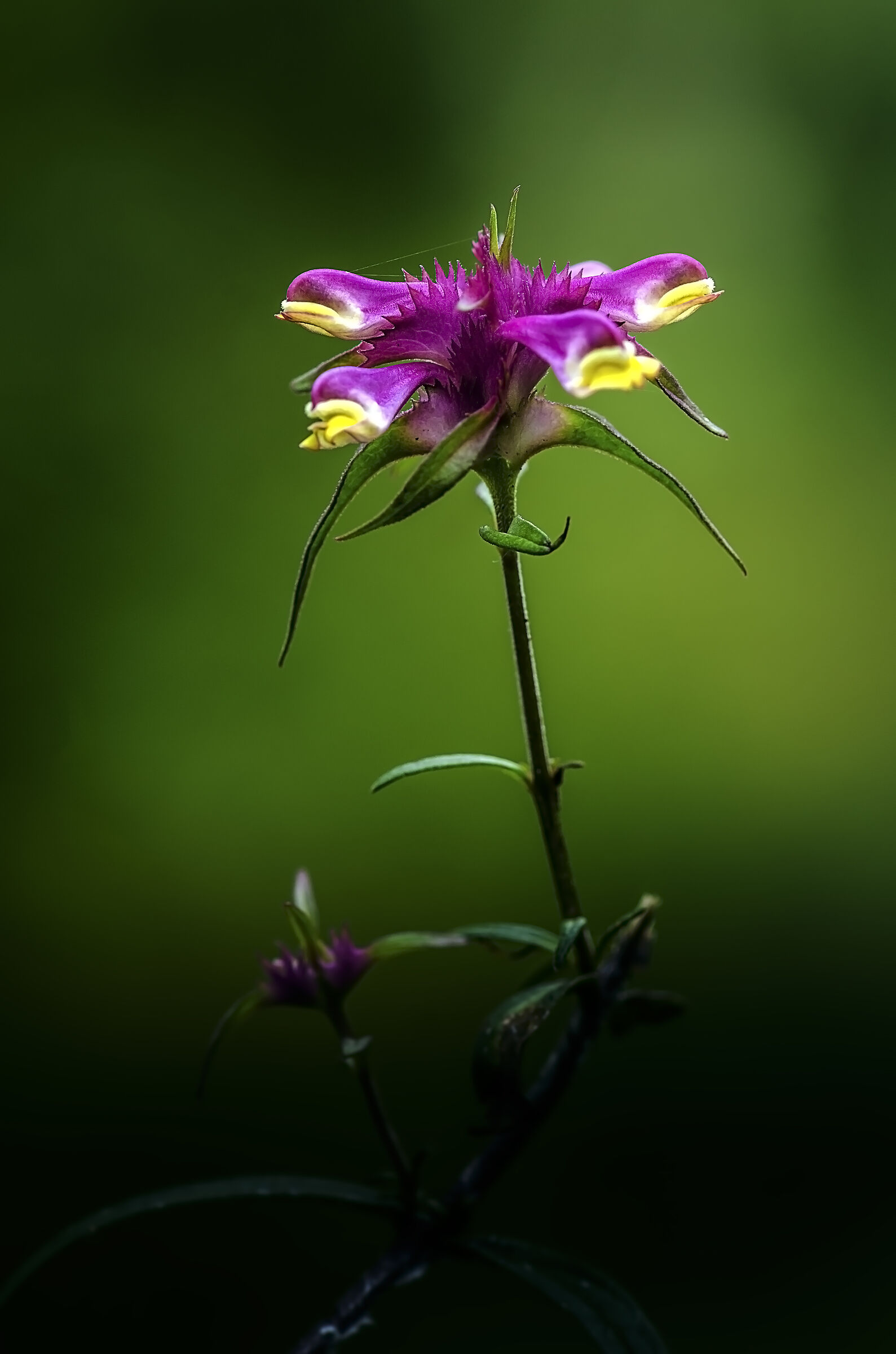 Melampyrum