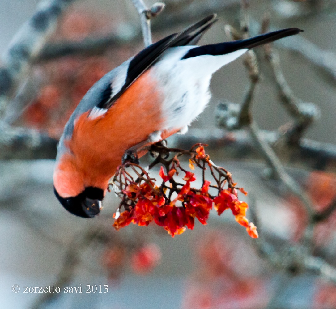 ciuffolotto maschio 2