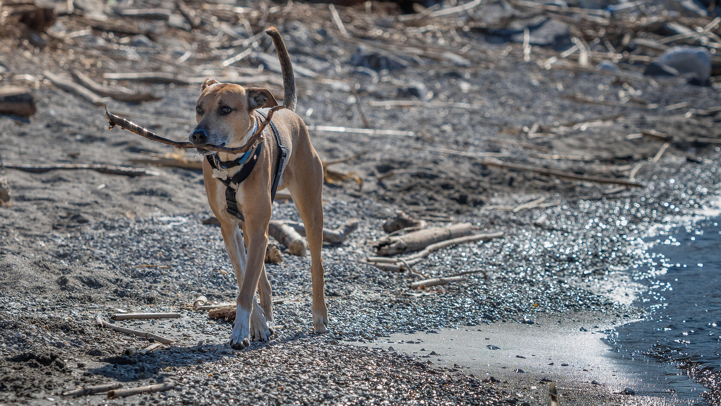 In punta di piedi sulla spiaggia