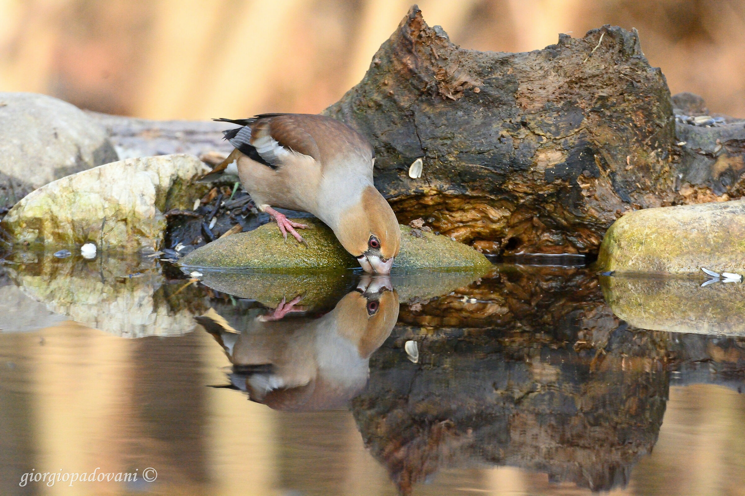 Coccothraustes (Coccothraustes coccothraustes)