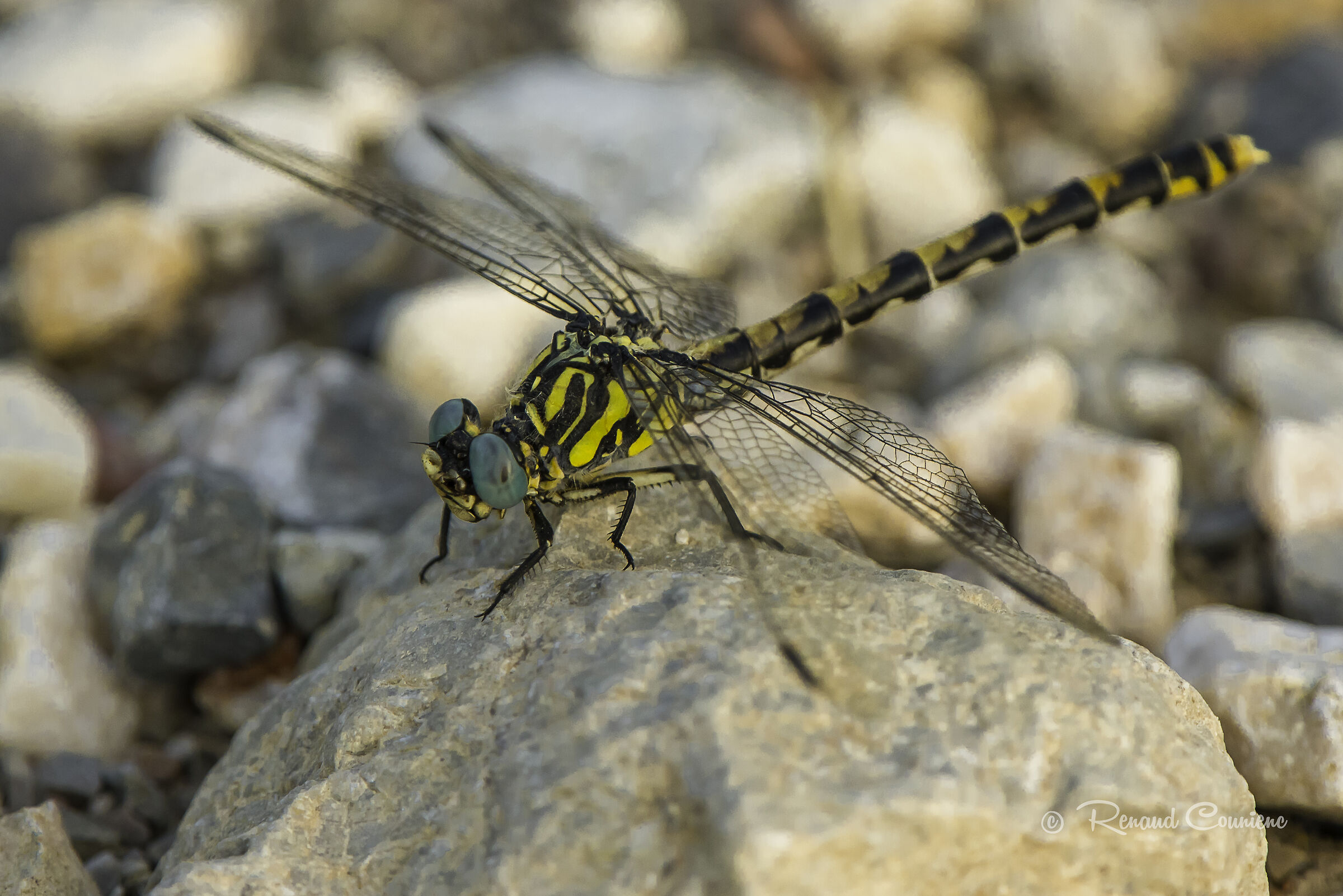 Cordulegaster boltonii