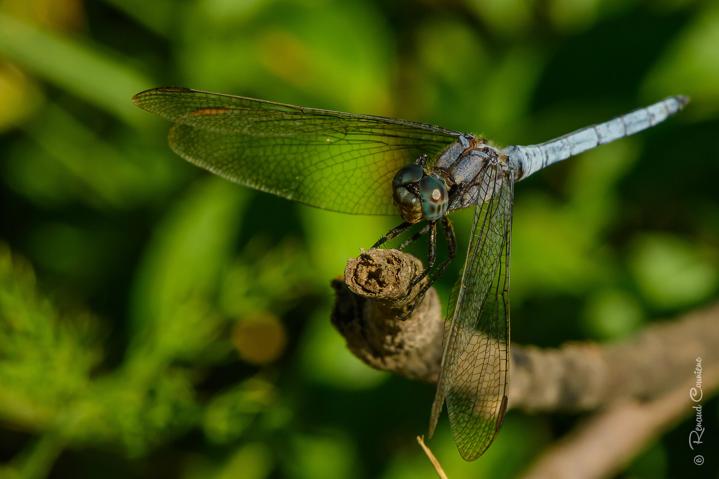 Orthetrum brunneum