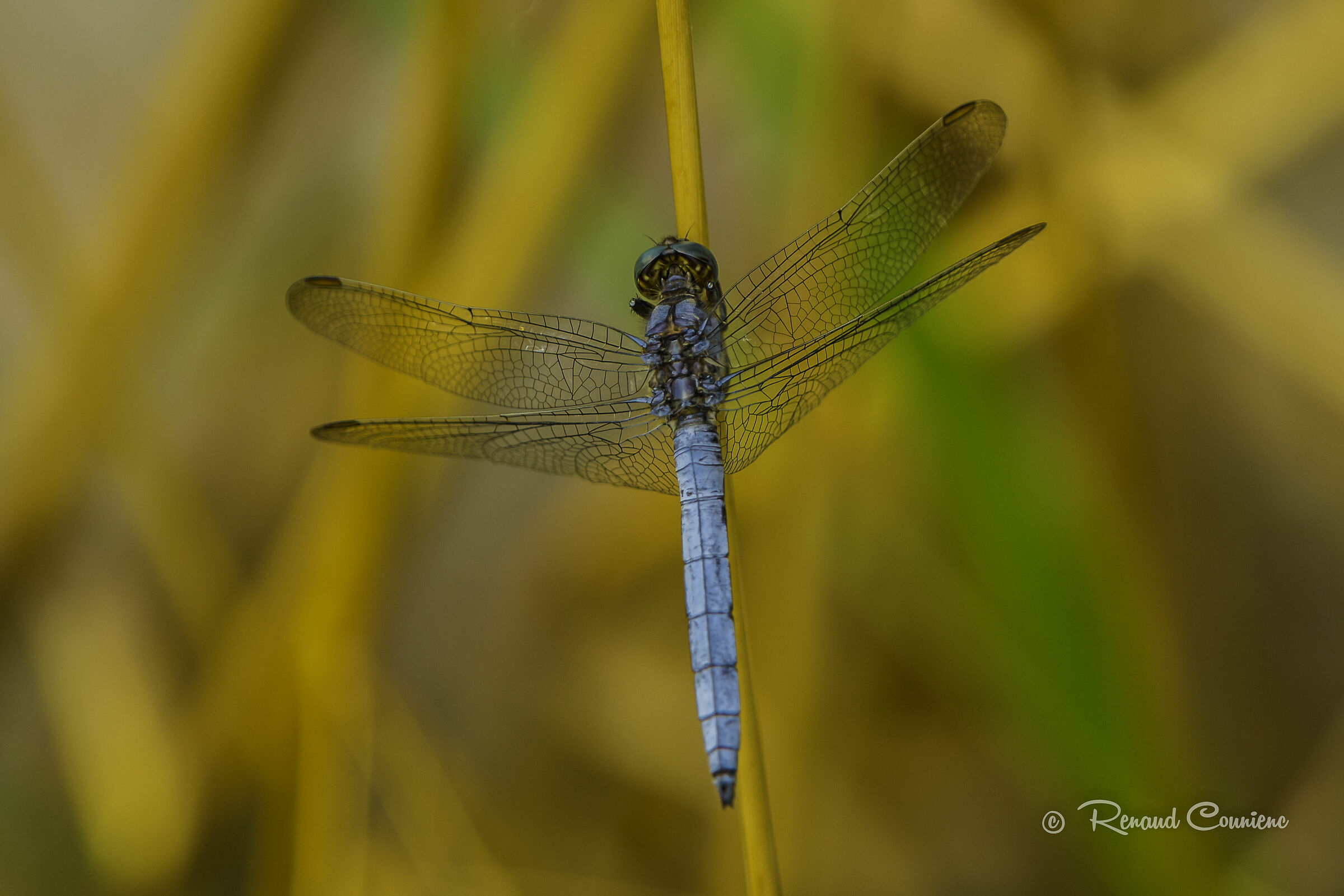 Orthetrum brunneum