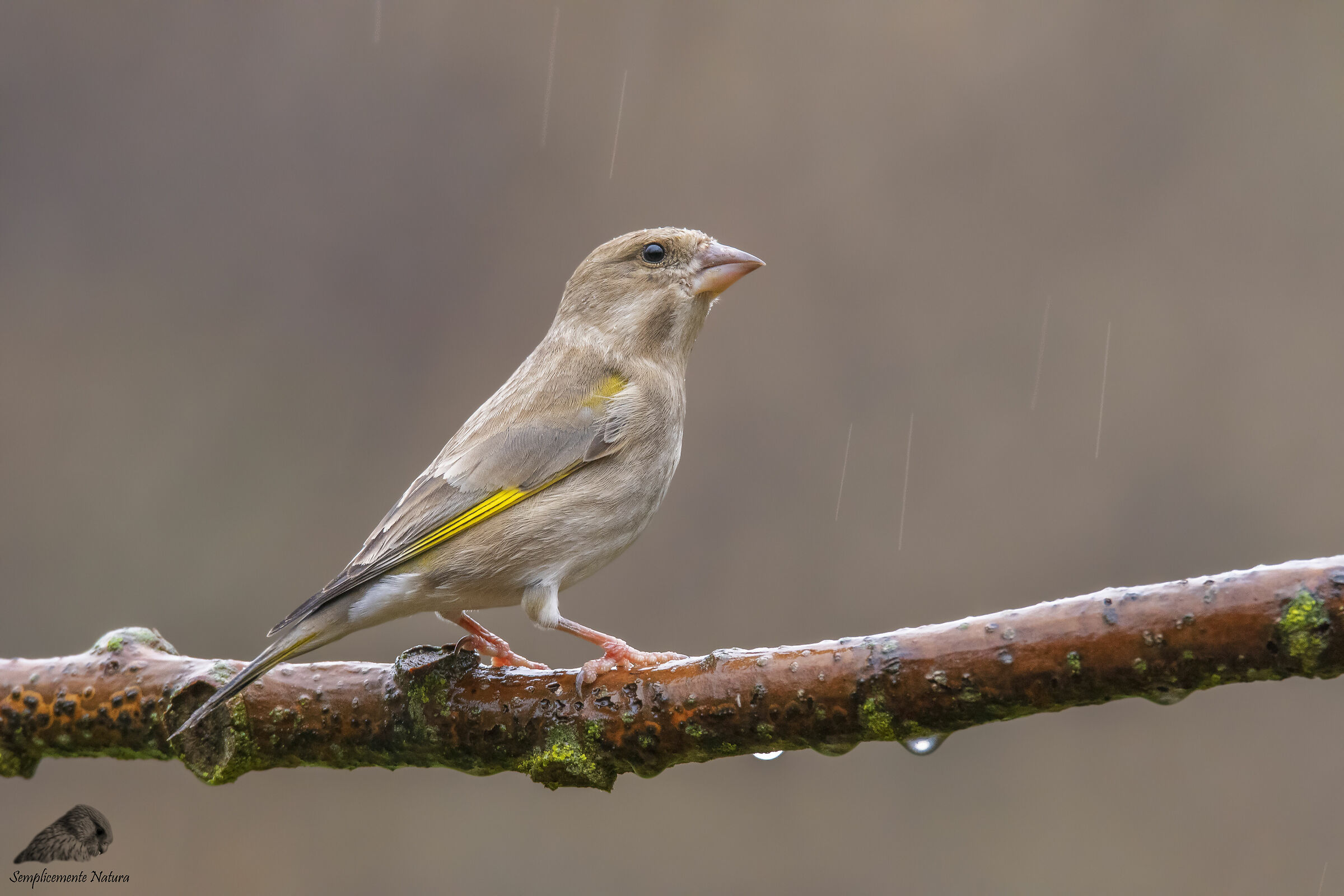 Verdone (Chloris chloris)