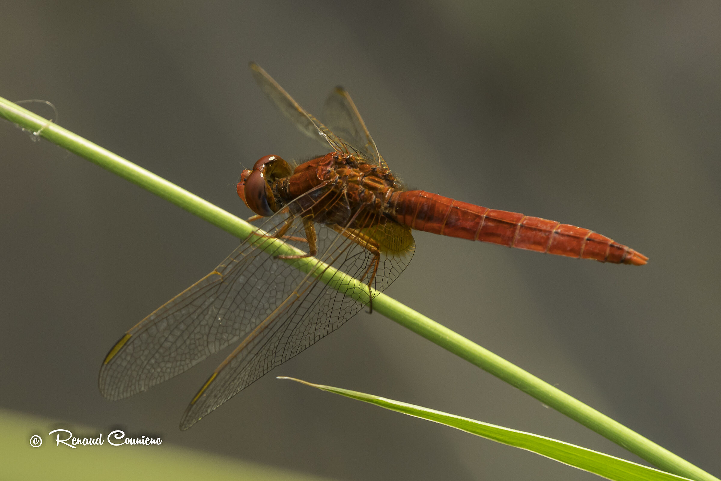 Sympetrum sanguineum