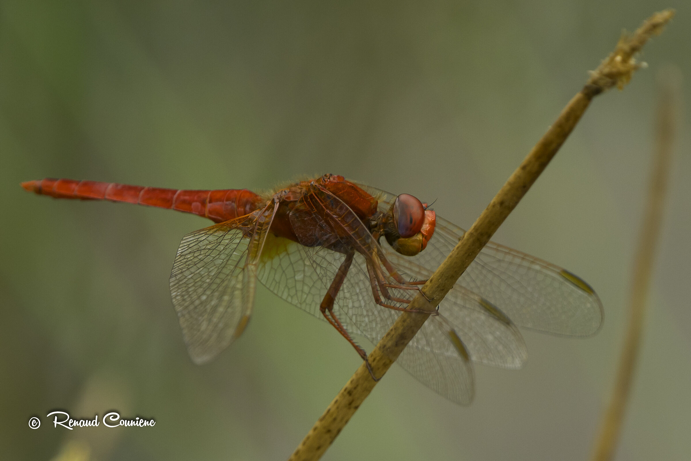 Sympetrum sanguineum