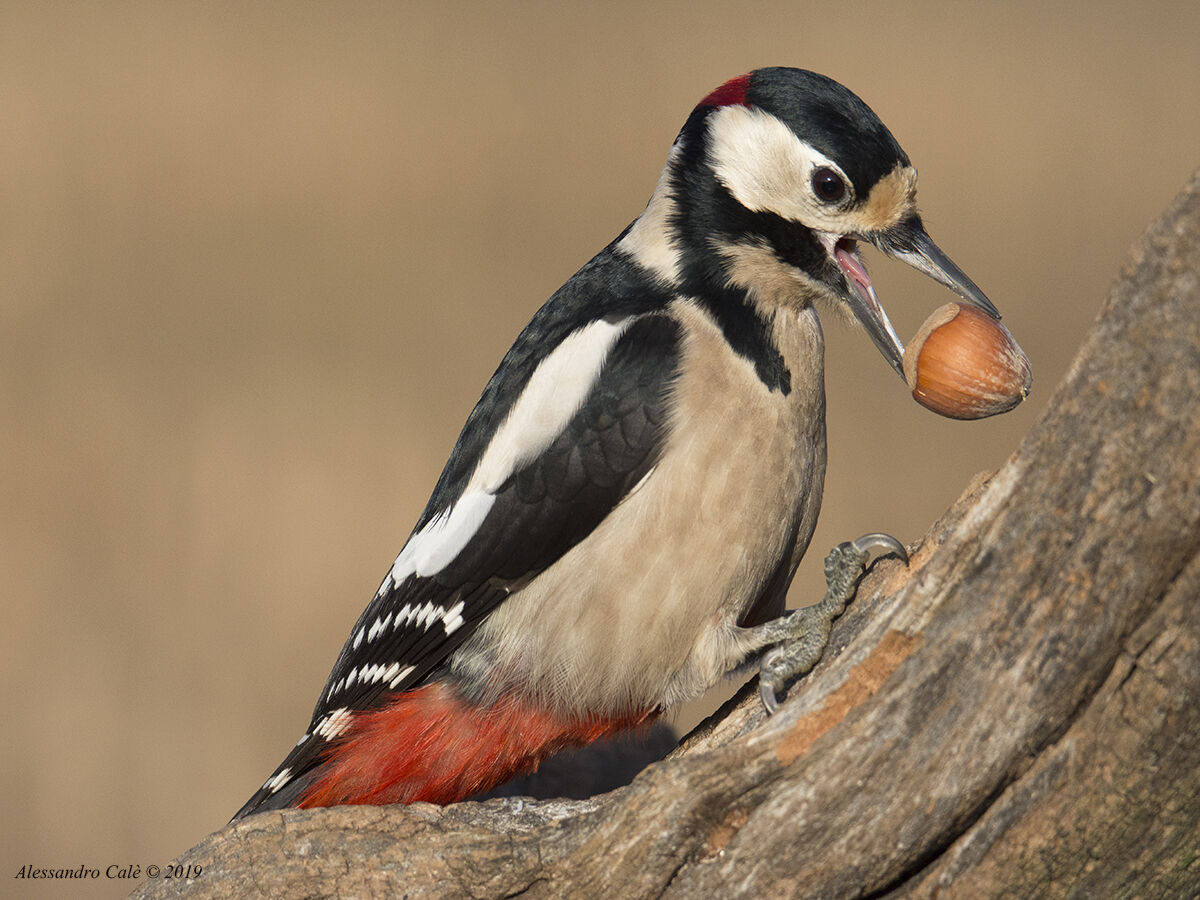 Dendrocopos major (Major Red Peak) 4034