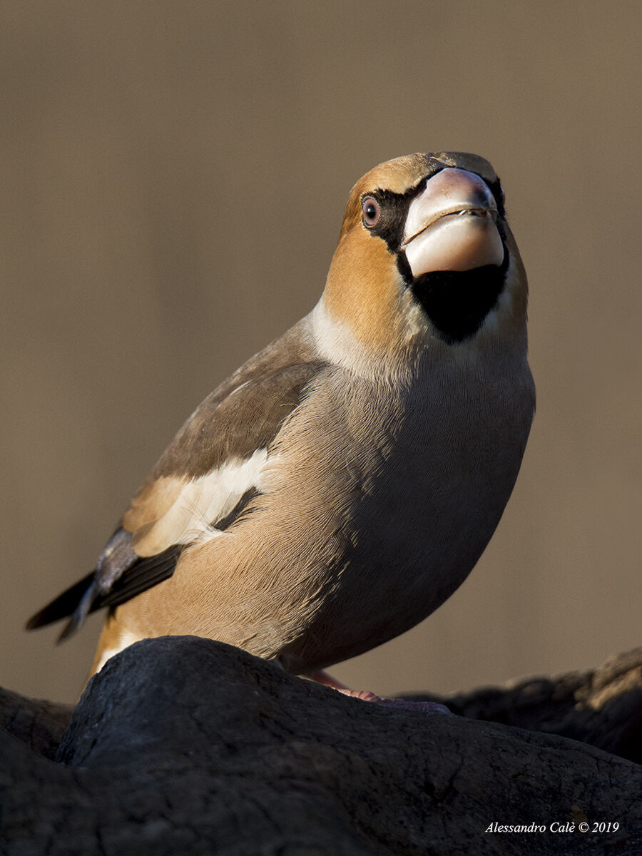Coccothraustes coccothraustes (Frosone) 3997