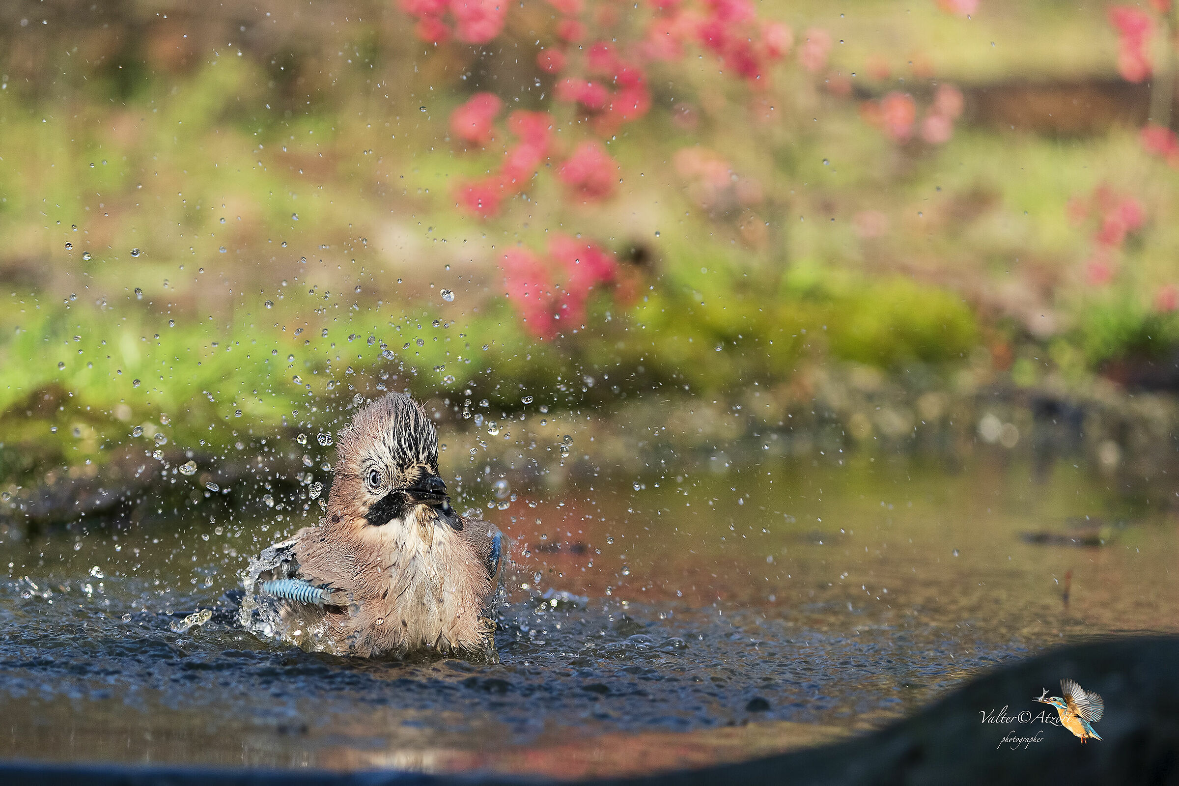 Il bagno della Ghiandaia
