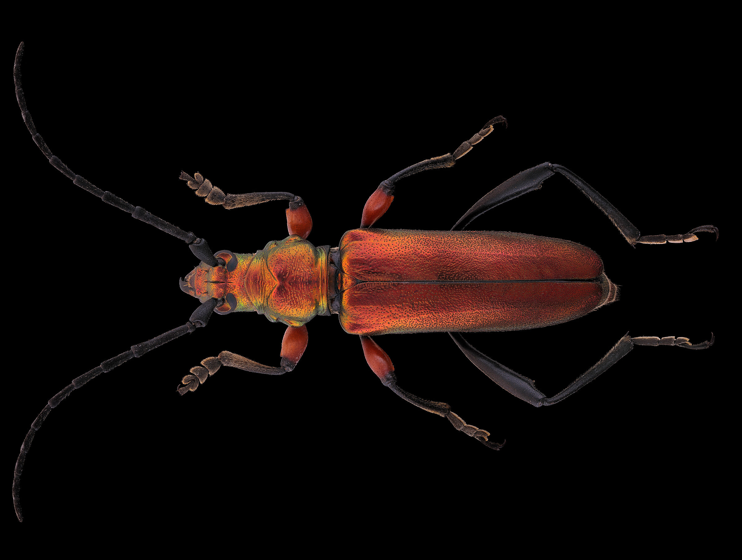 Synaptola nitidipennis