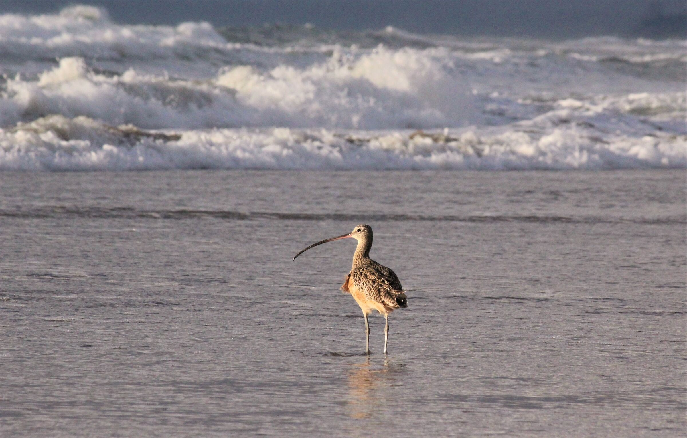 il chiurlo e la tempesta