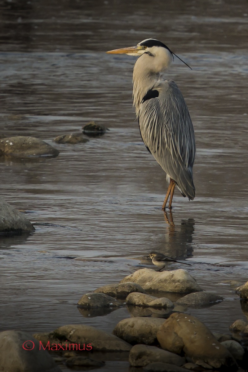 .. il gigante e la bambina...