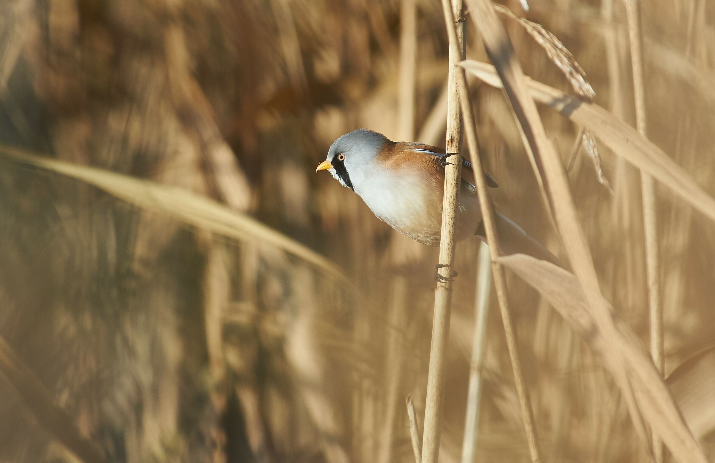 Bearded Reedling in autumn colours