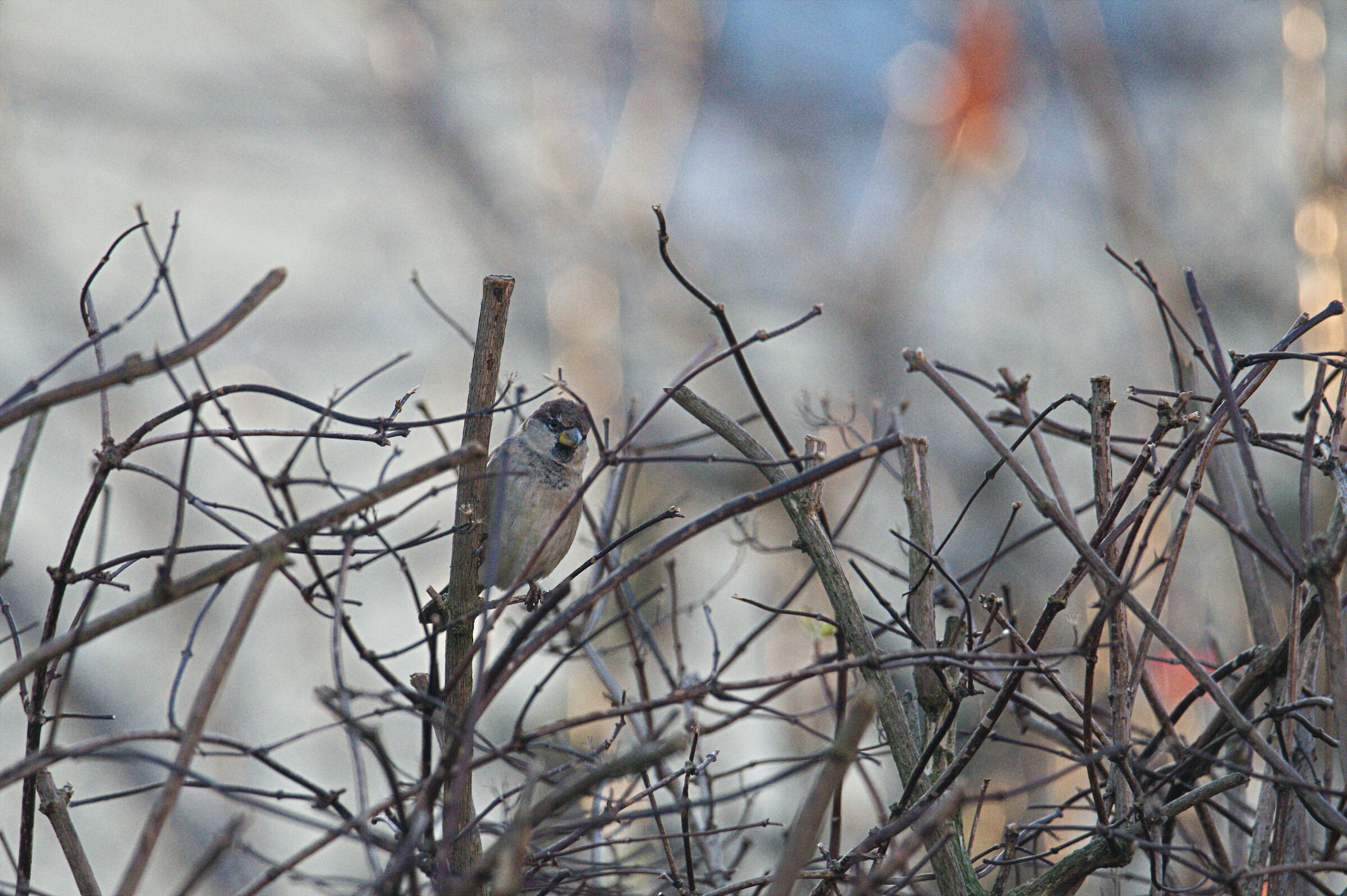 "Passer domesticus" sheltered