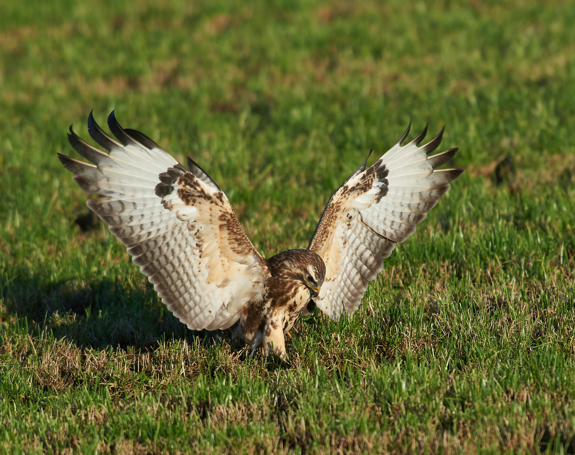 European common Buzzard mouse catch