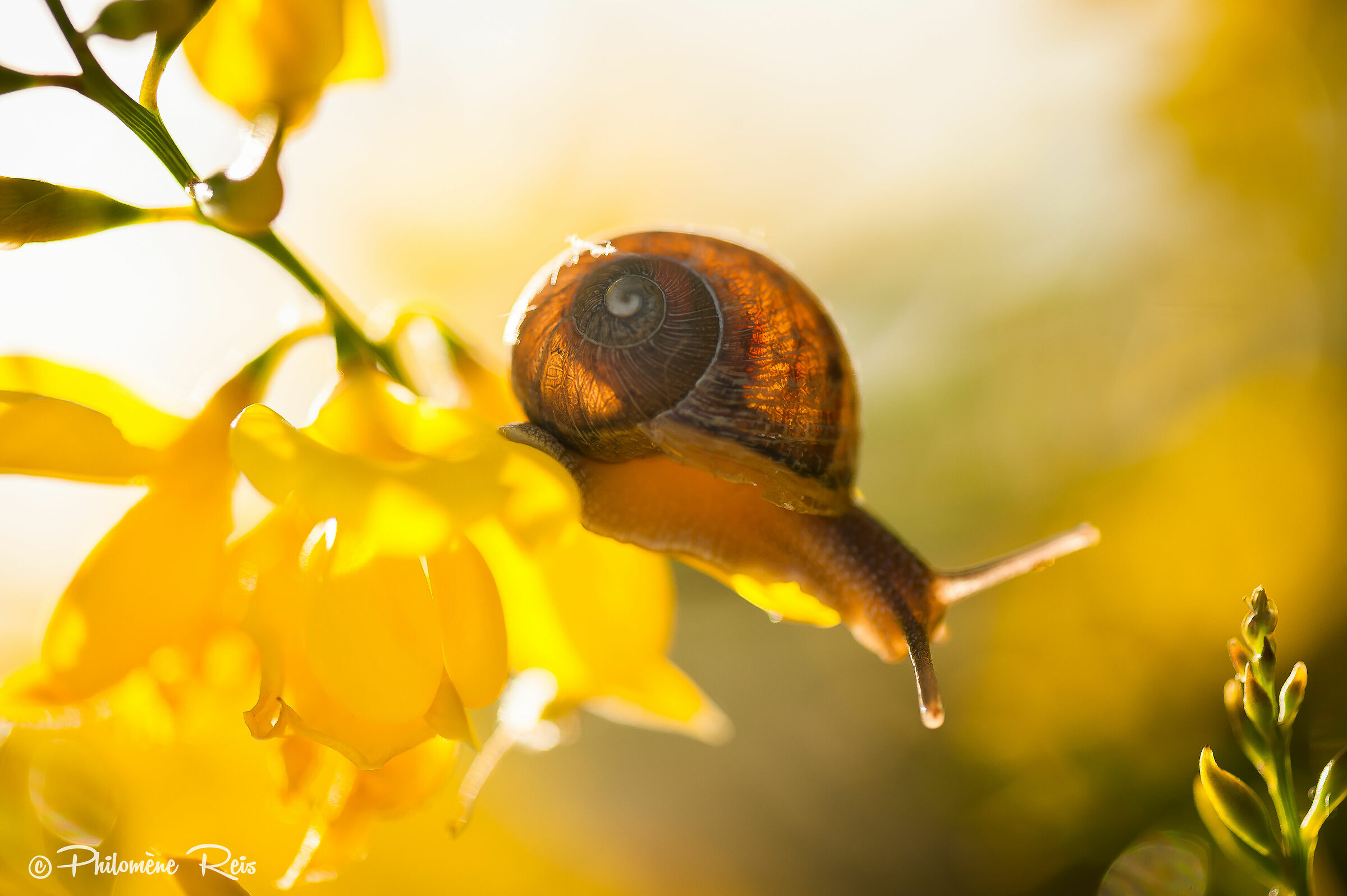 L'elogio alla lentezza 1