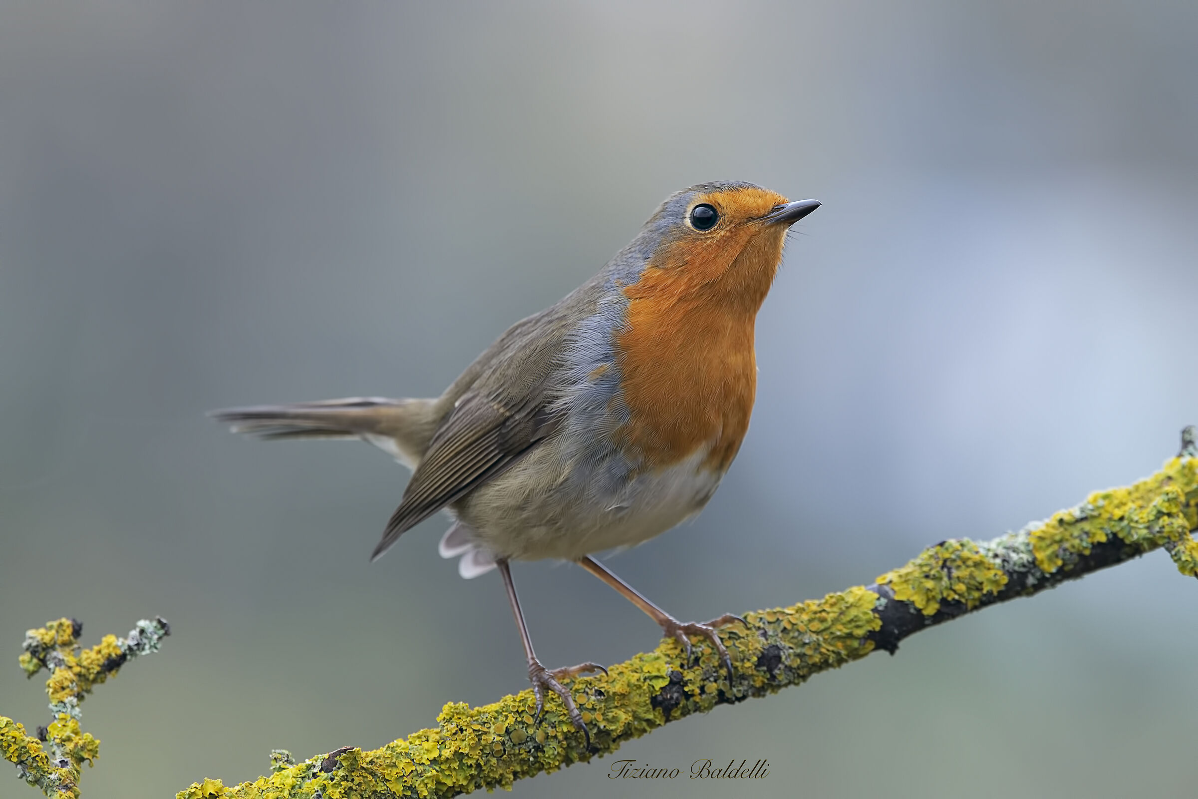 Robin