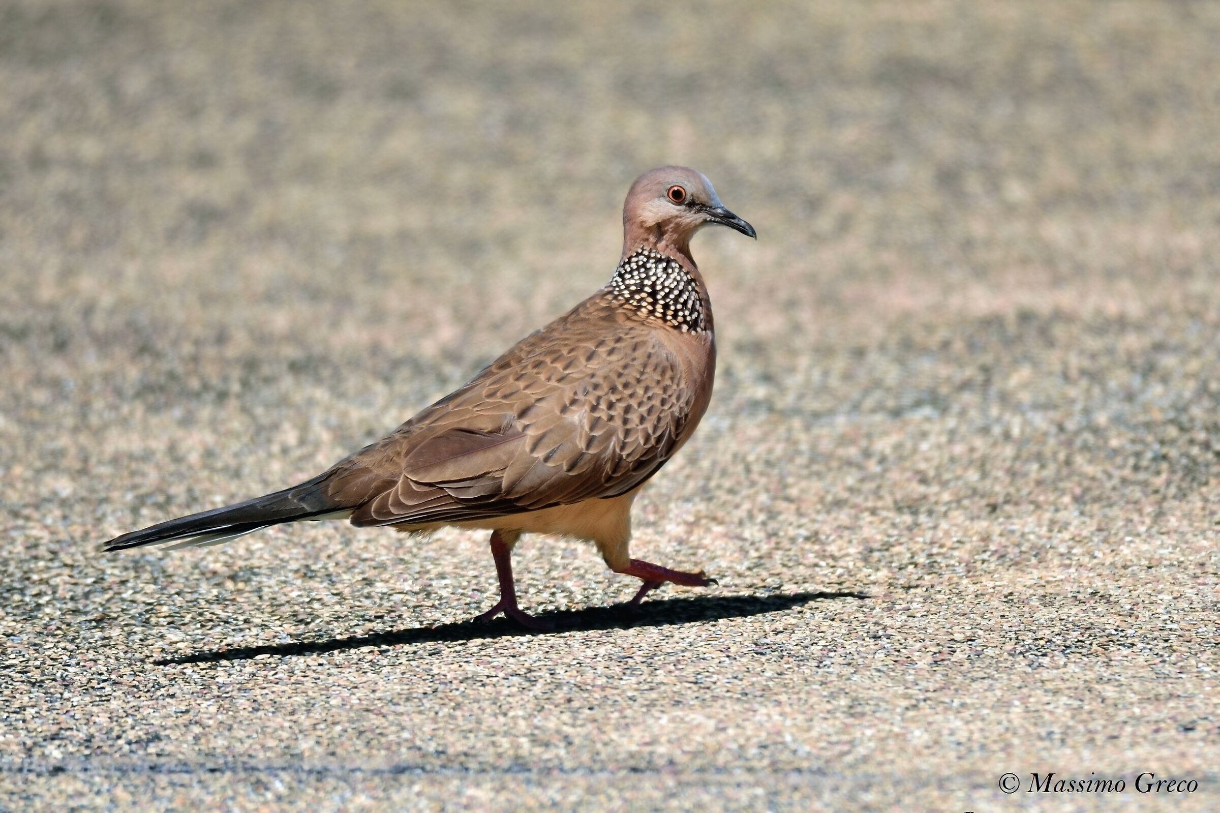 Tortora spotted Streptopelia chinensis