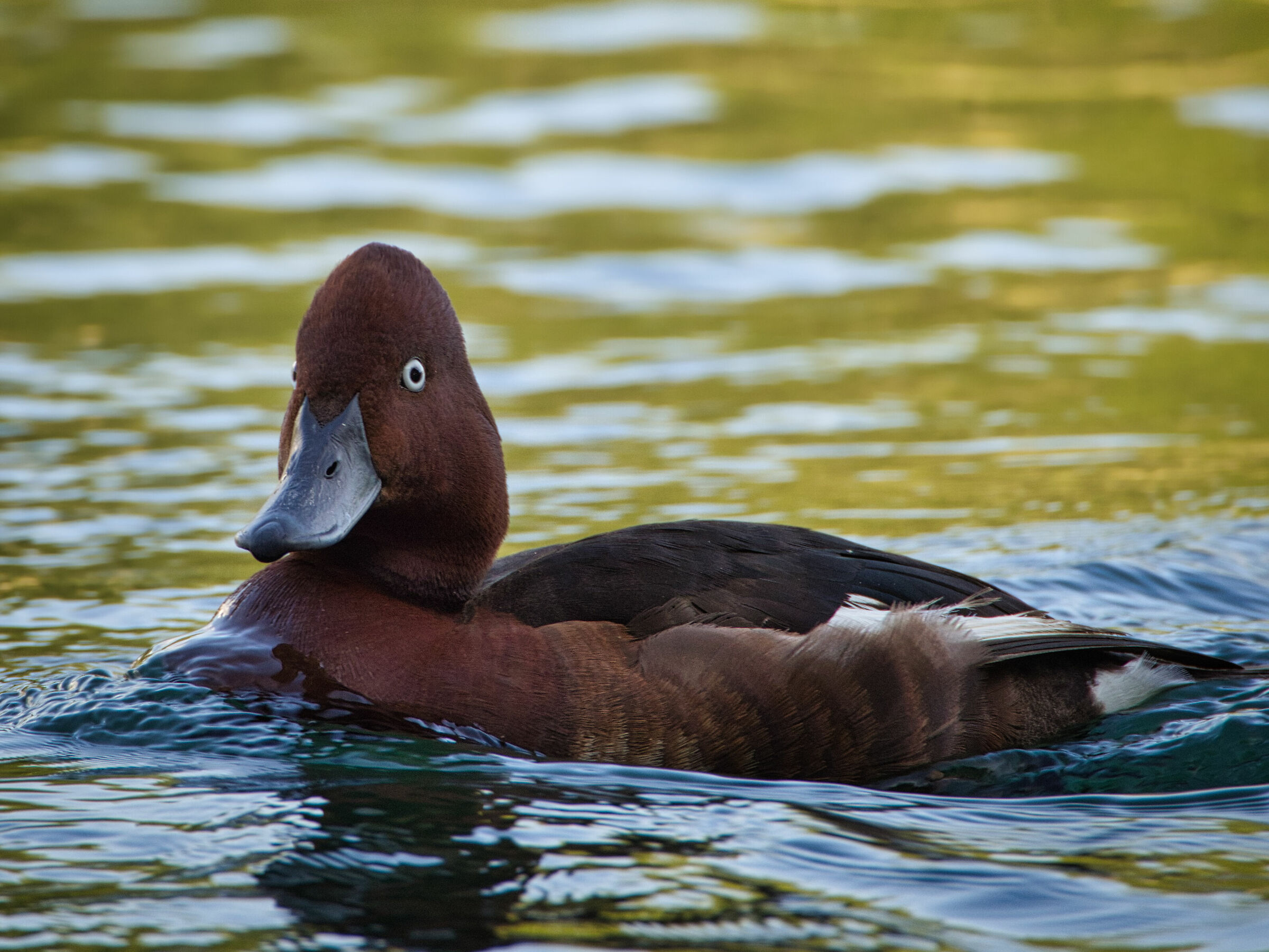 Male tabacted morettain