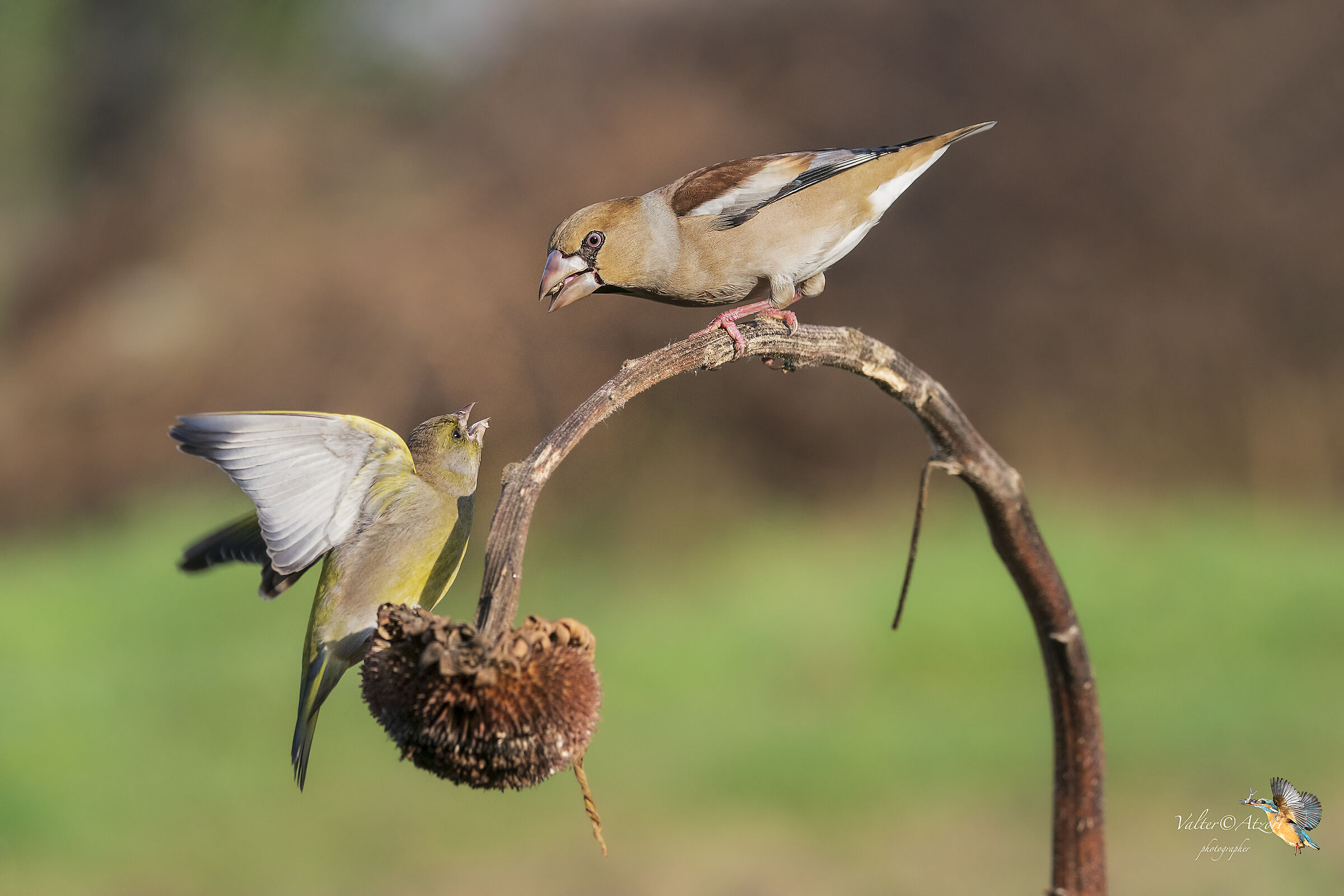 Discussione fra Verdone e Frosone