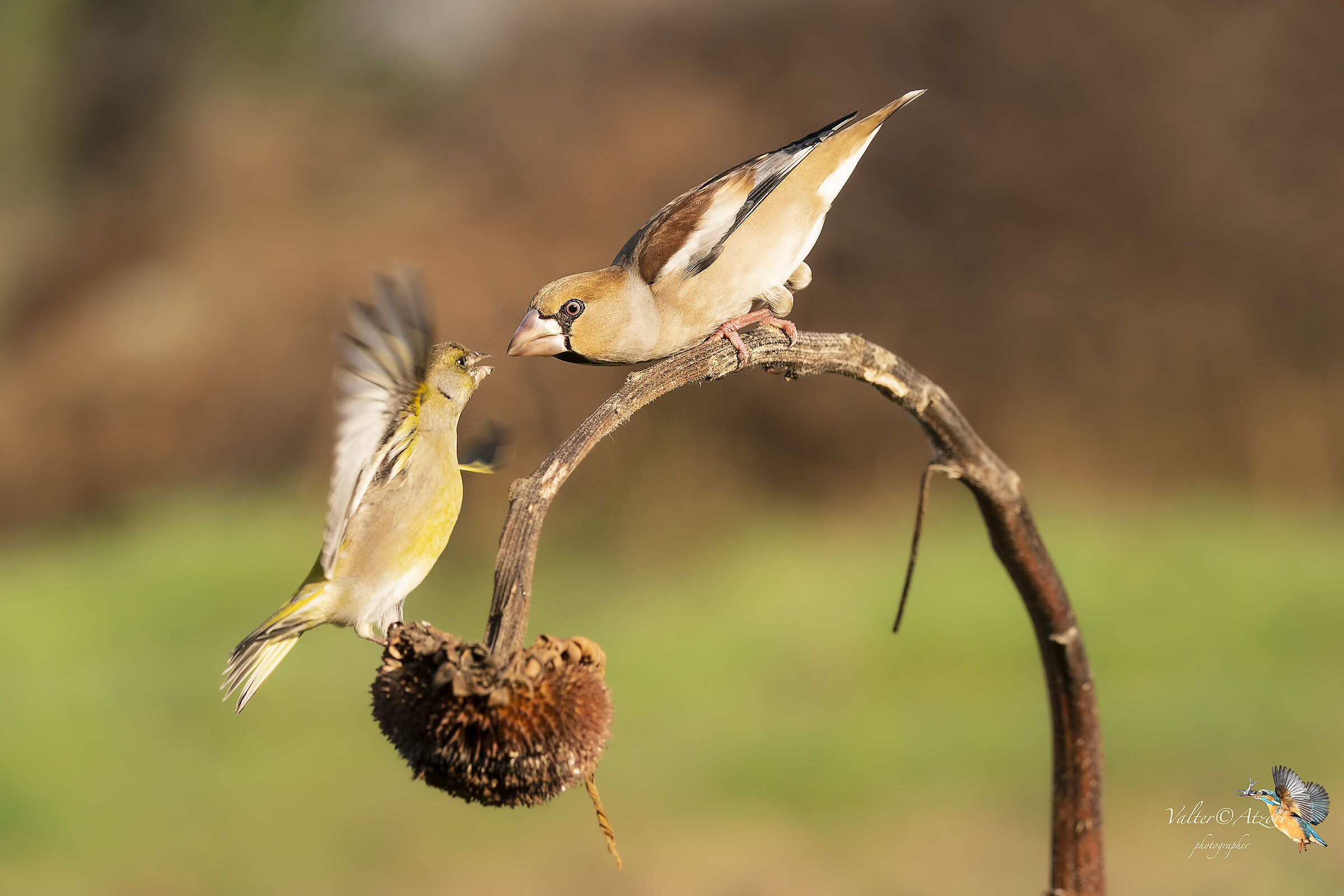 Discussioni fra Verdone e Frosone