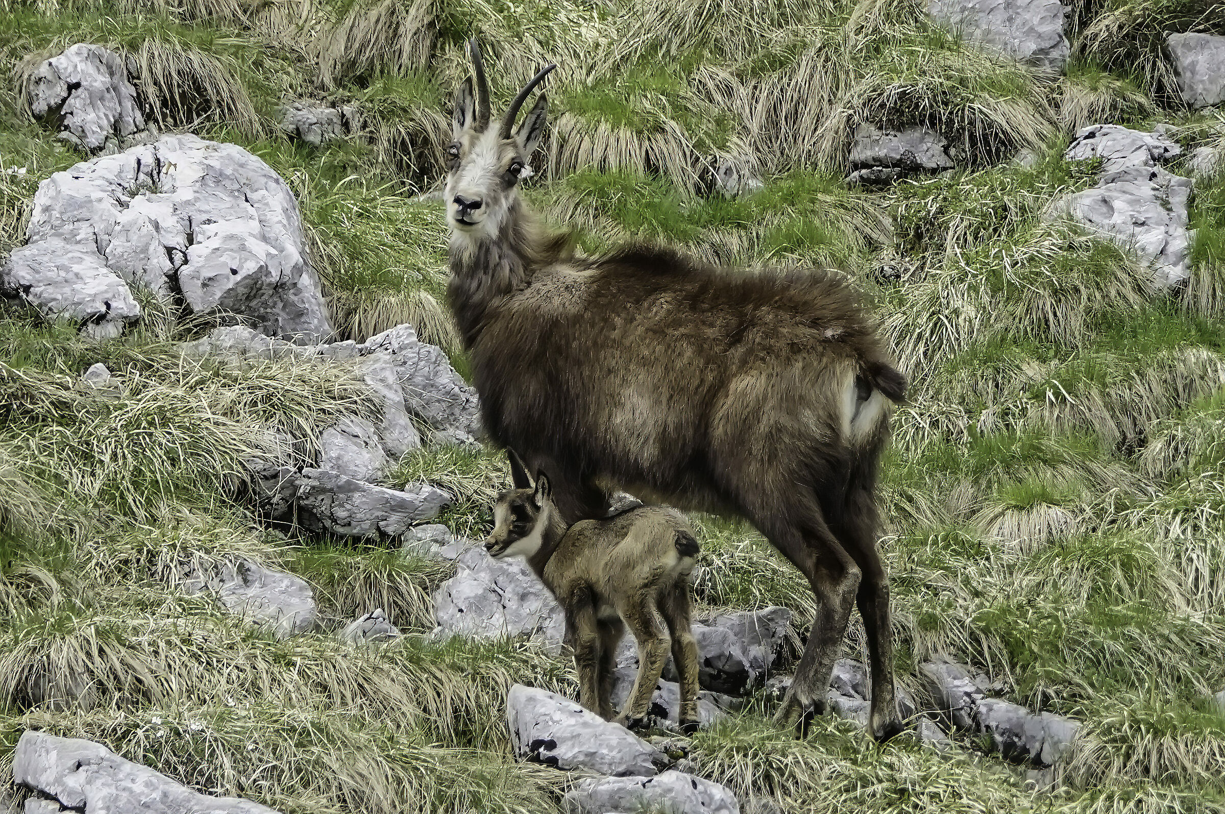Mamma camoscio con piccolo