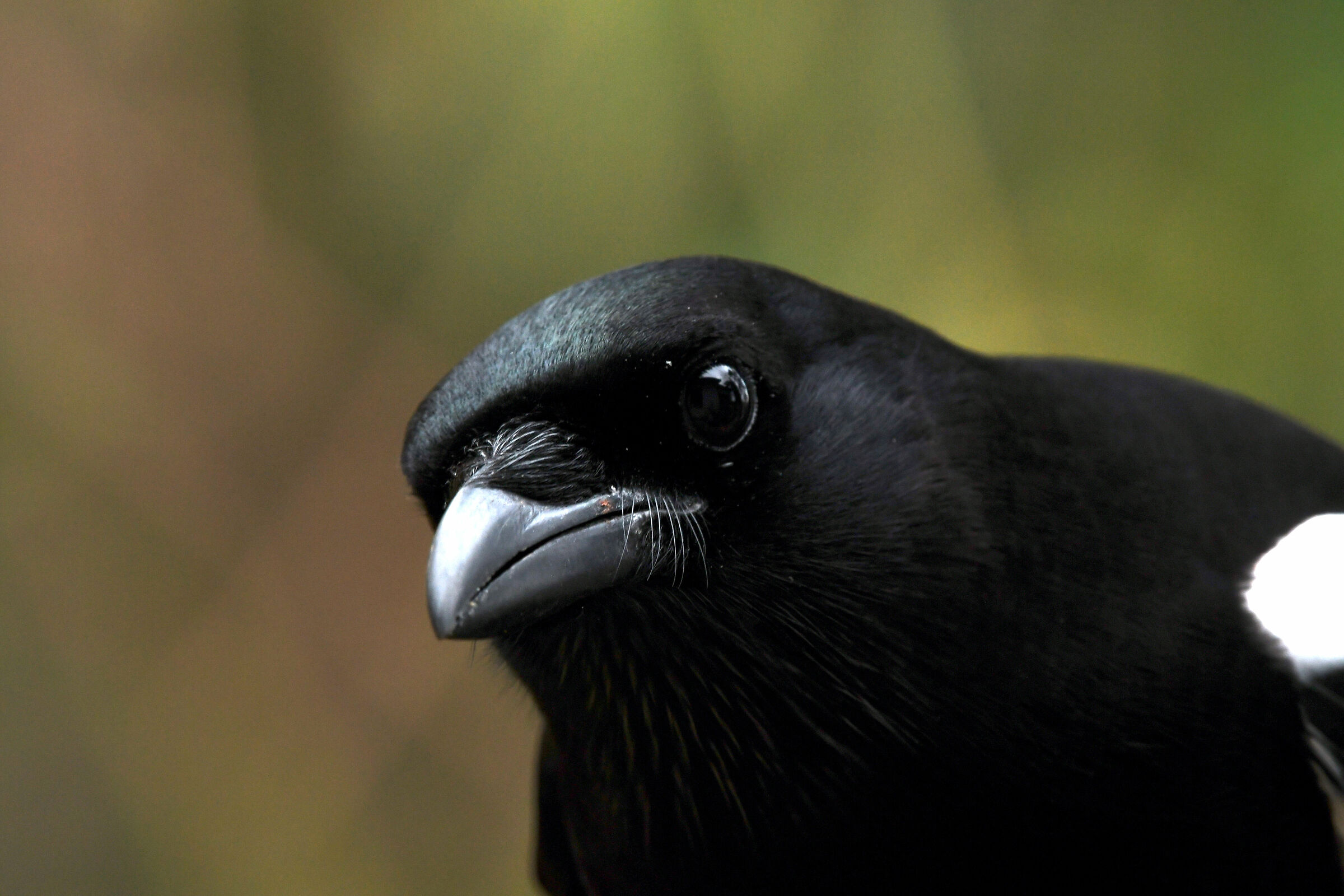 la curiosità della gazza