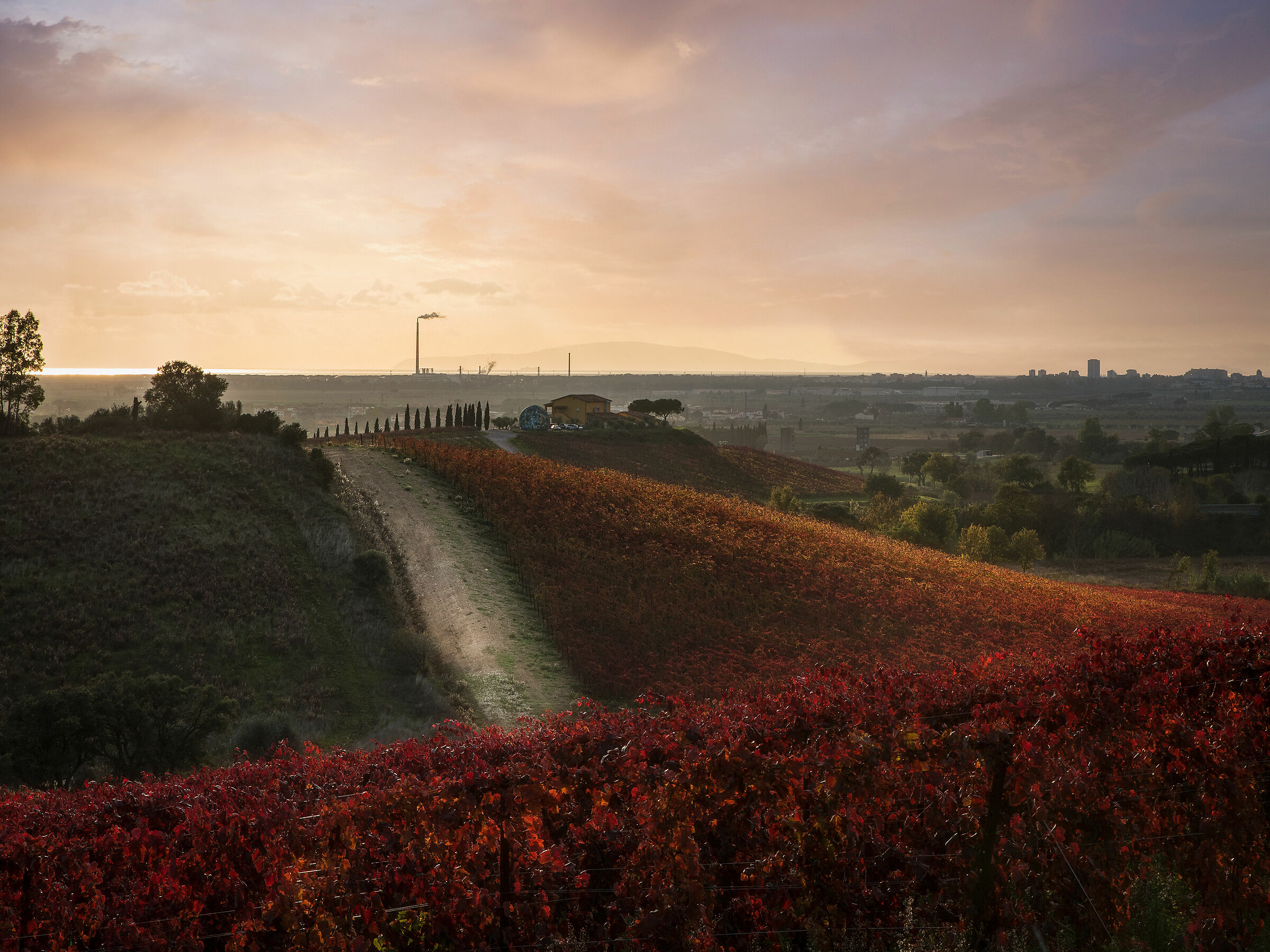 La vigna rossa