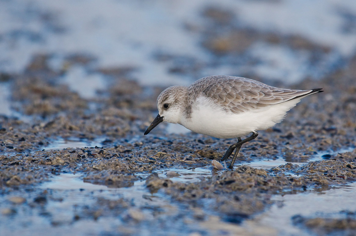 he who seeks finds ......