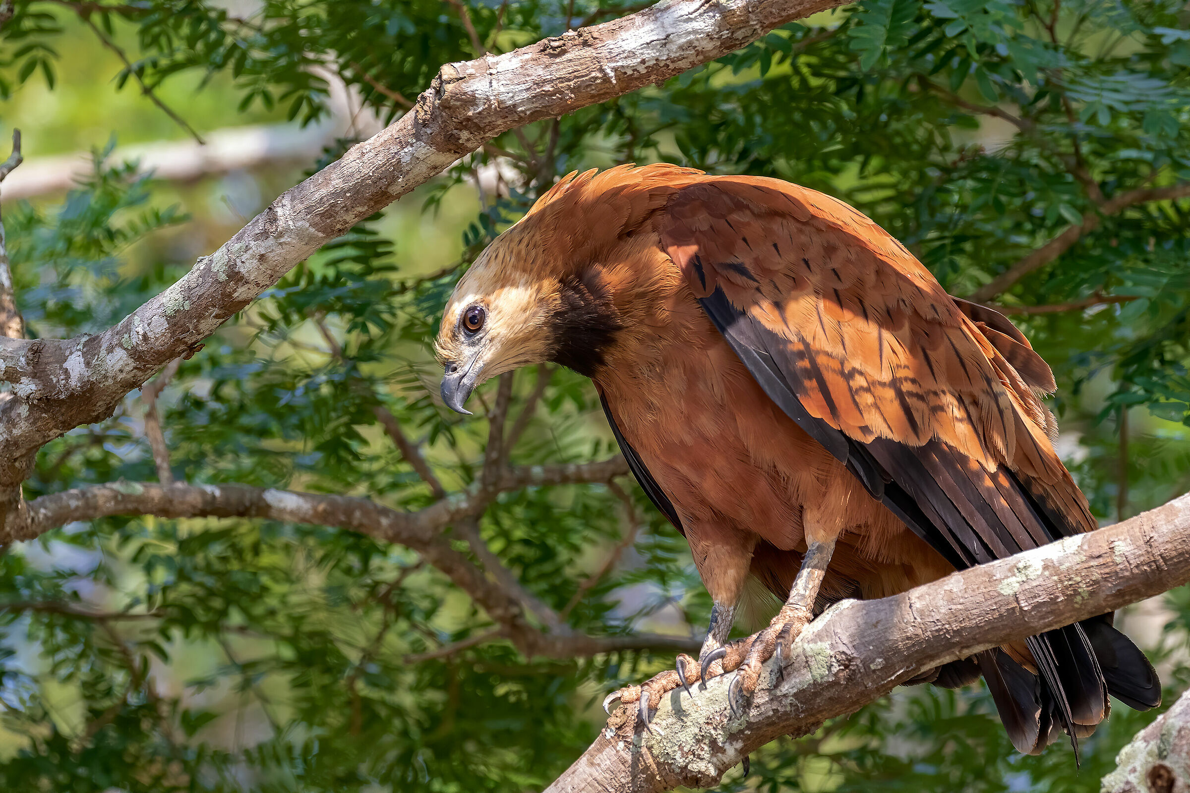 Black collared hawk