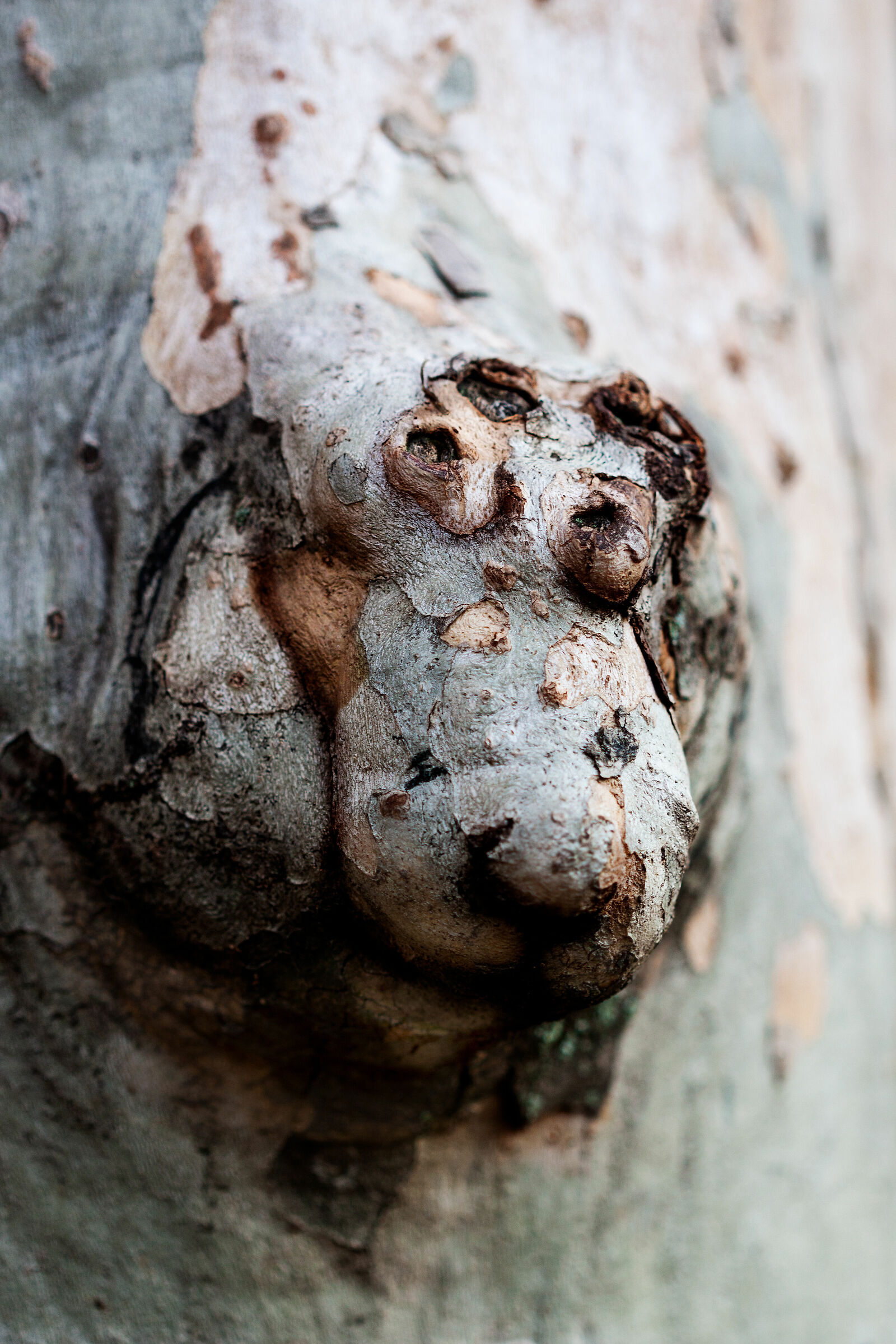Muso di cane, nodo di legno
