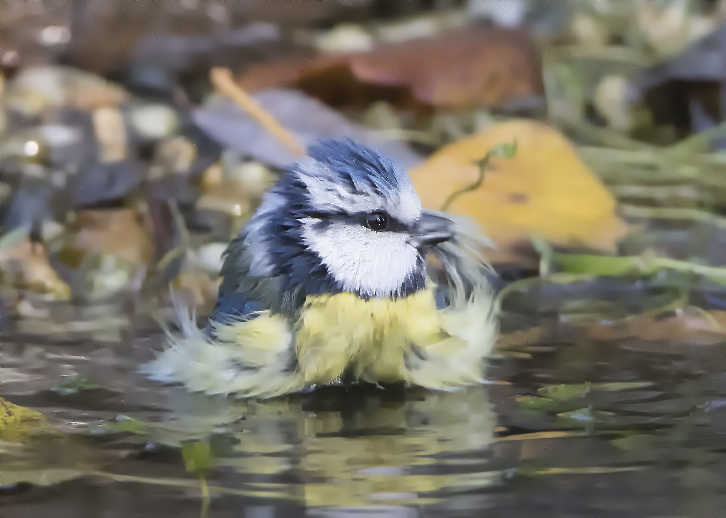 cinciarella in the bathroom
