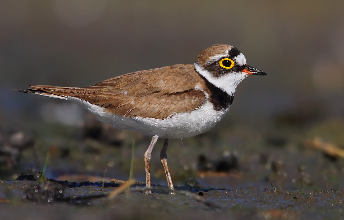 little ringed plover