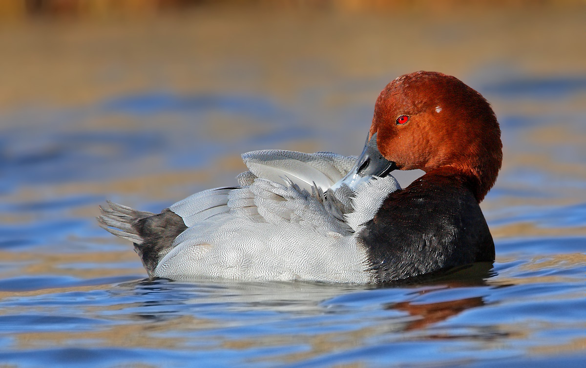Pochard