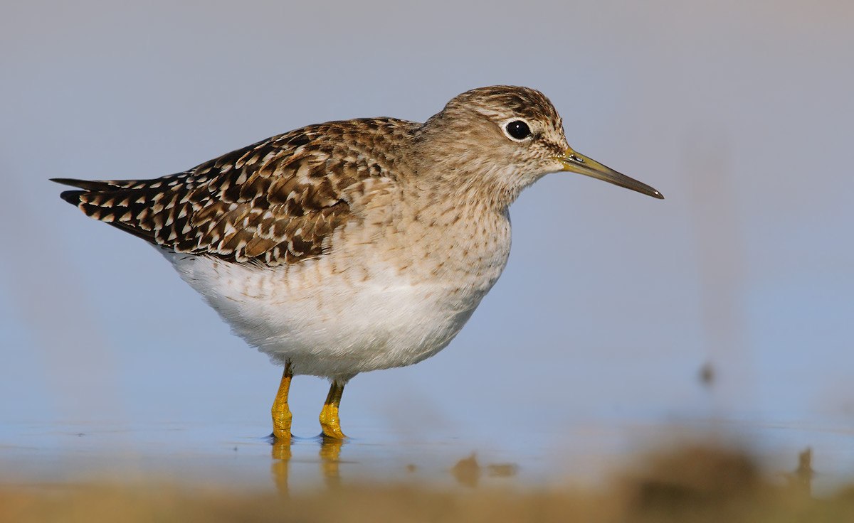 sandpiper boschereccio