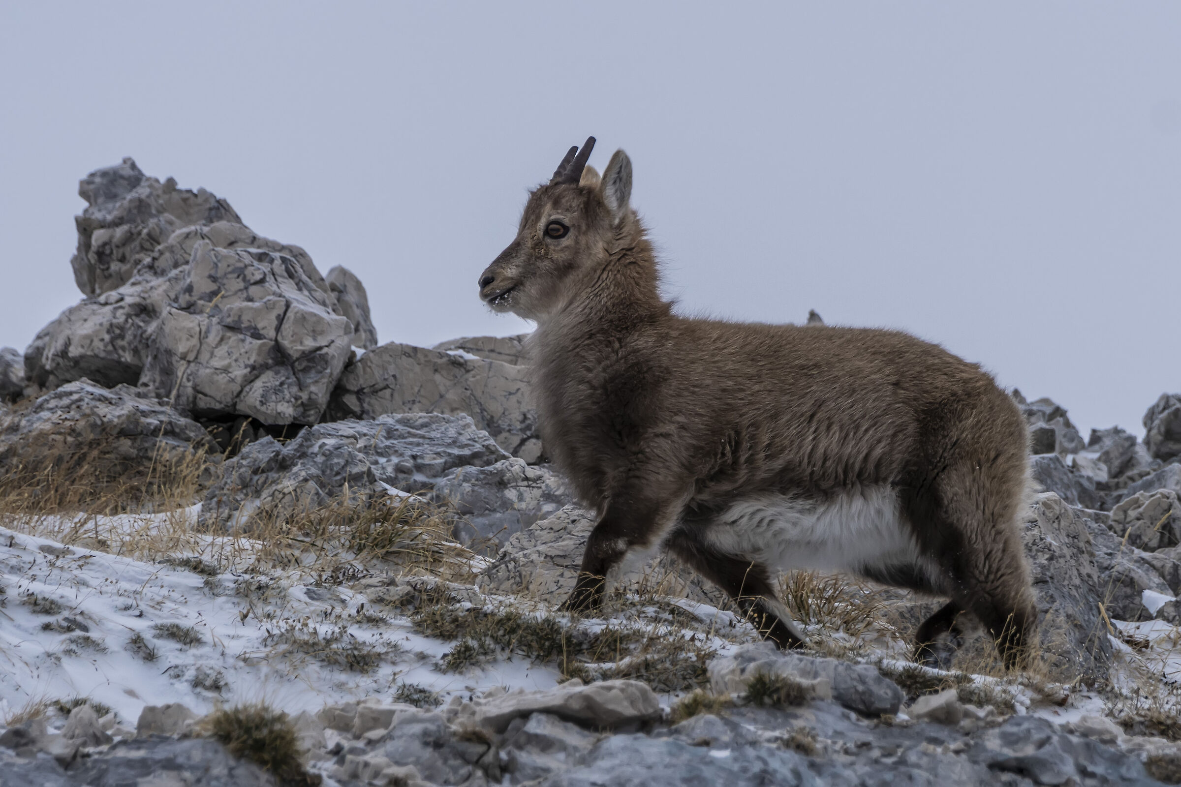 Giovane stambecco