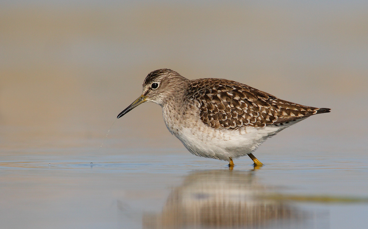 sandpiper boschereccio
