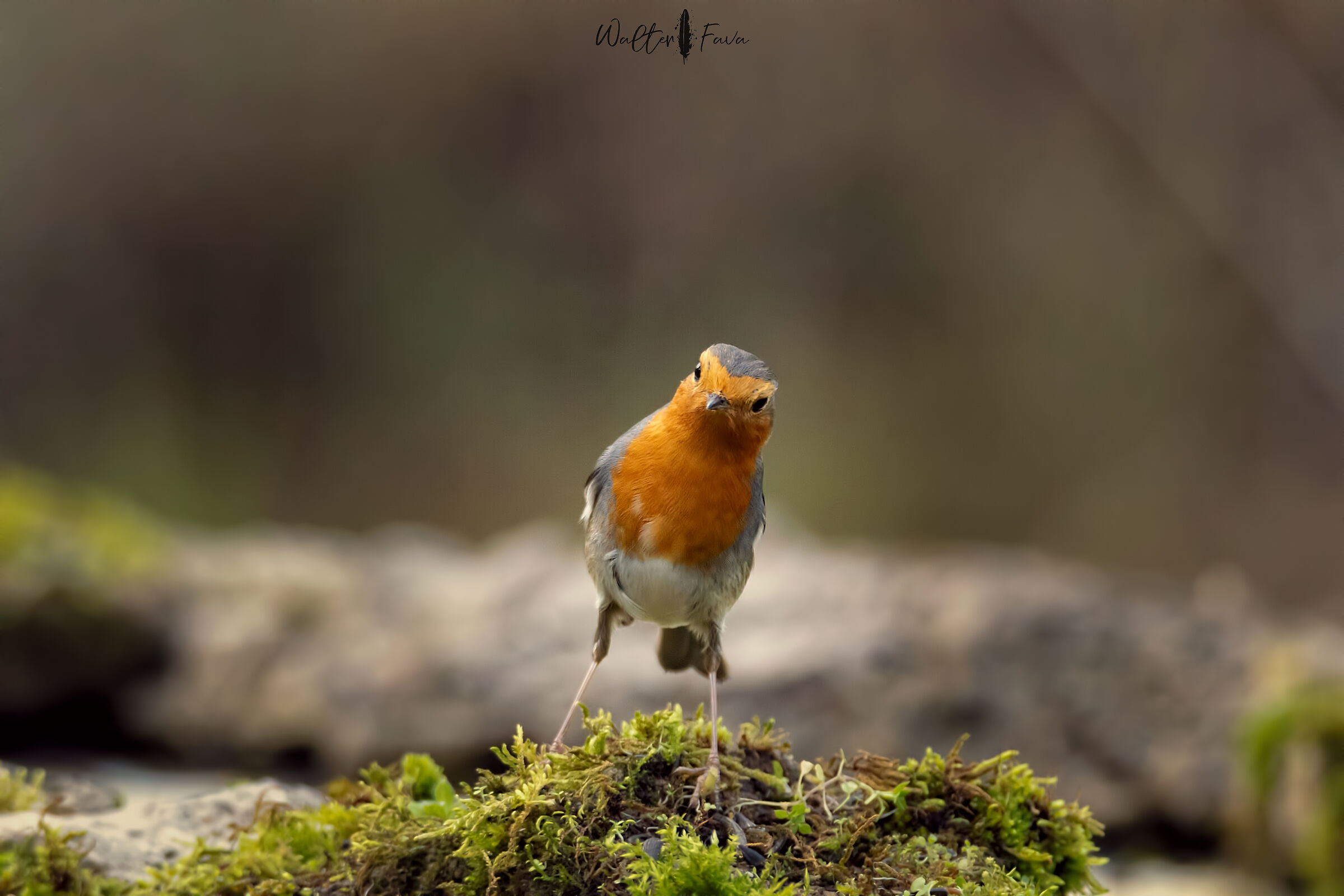 Oh! ma che te guardi....?!